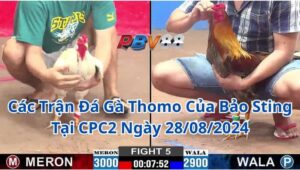 Các Trận Đá Gà Thomo Của Bảo Sting Tại CPC2 Ngày 28/08/2024